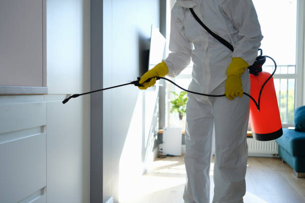 Best Certified Mold Removal  in USA